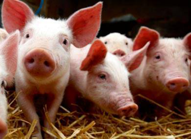 大歐資訊|中國豬老板養豬面臨的4大難題