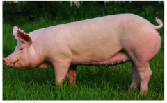 大歐資訊|初產母豬的營養與繁殖性能的關系