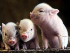大歐資訊|早期補充短鏈低聚果糖有益于仔豬生長